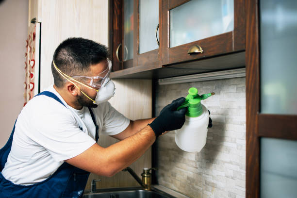 Best Termite Control Services  in Cass City, MI